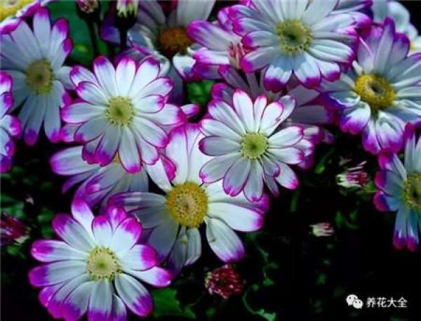 Cineraria