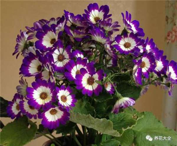 Cineraria