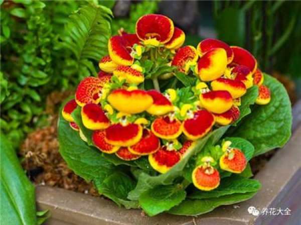 Cineraria