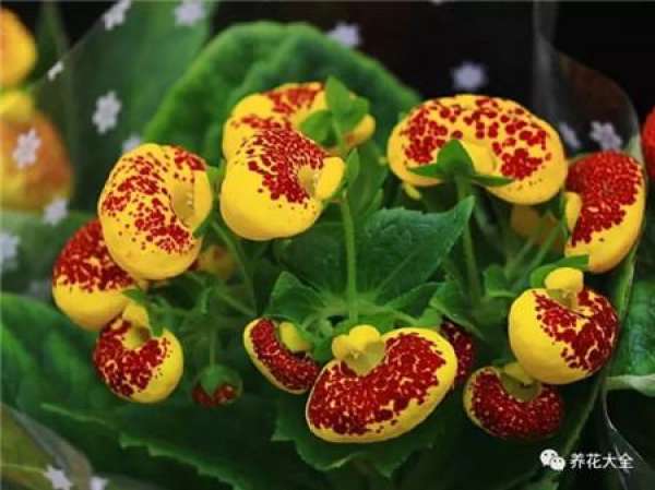 Cineraria