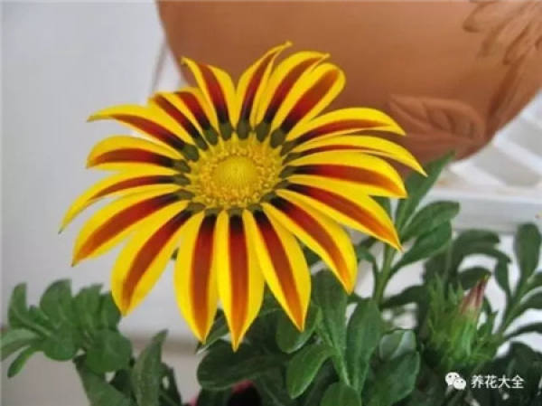 Cineraria