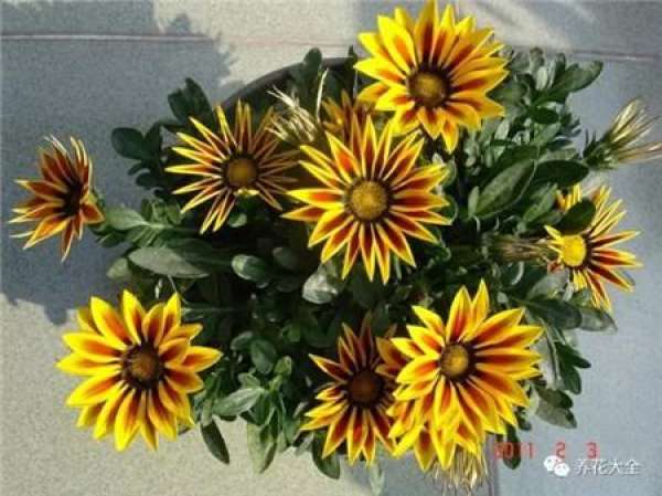 Cineraria