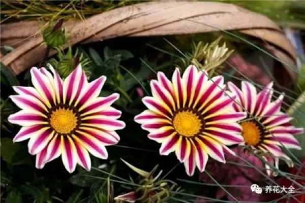 Cineraria