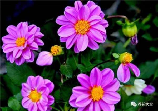 Cineraria