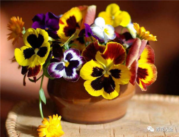 Cineraria