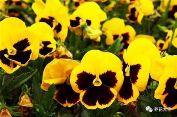 Pansy