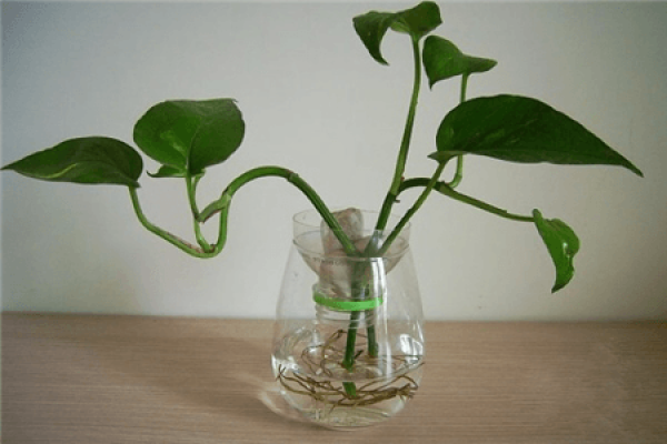 Ensure sufficient fertilizer