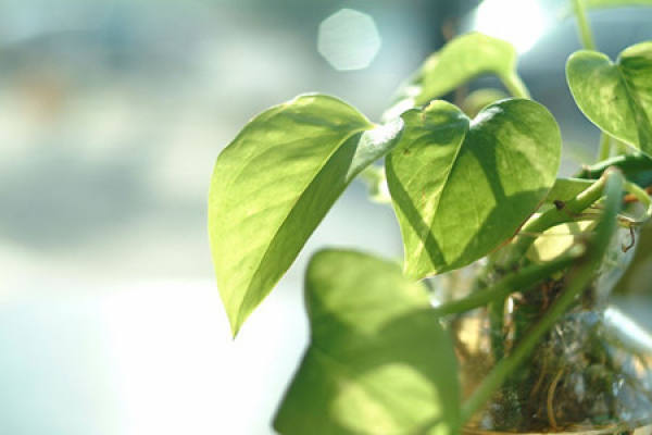 Ensure sufficient fertilizer