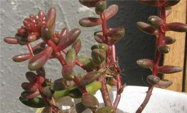 Ensure sufficient fertilizer