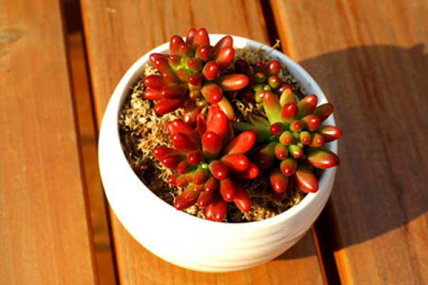 Ensure sufficient fertilizer