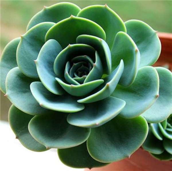 Ensure sufficient fertilizer
