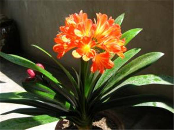 Ensure sufficient fertilizer