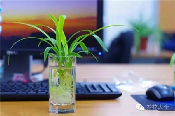 Ensure sufficient fertilizer