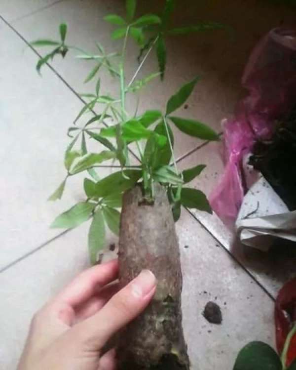 The method of changing pot of Money Tree The Plant Aide