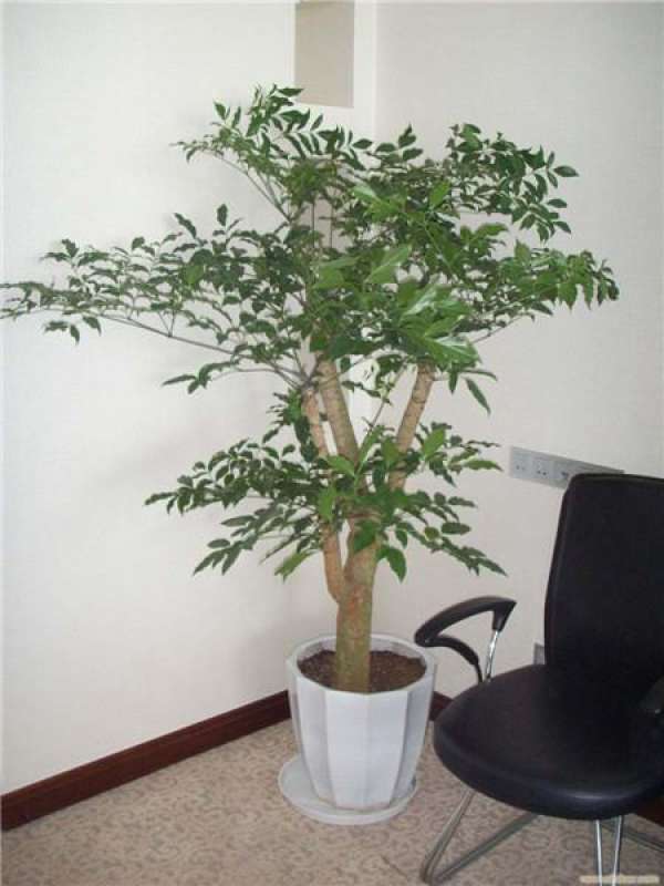 What to do if the leaves of emerald tree turn black The Plant Aide