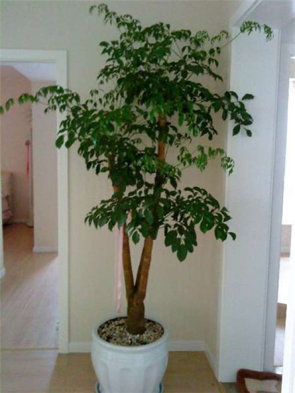 What to do if the leaves of emerald tree turn black The Plant Aide