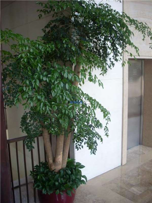 What to do if the leaves of emerald tree turn black The Plant Aide