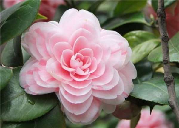 Why camellias need to be thinned?