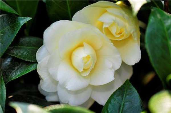 Tea Flower Sparse Bud