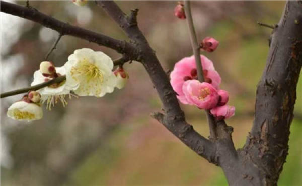 choose a multicolor plum variety