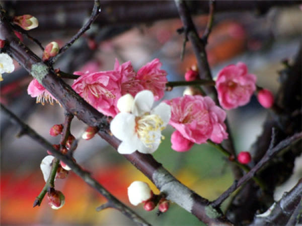 Artificial Graf plum blossom