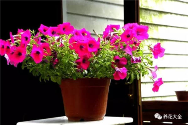 Petunia hybrida