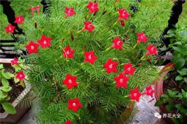 Petunia hybrida