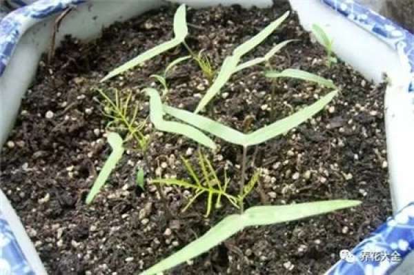 Petunia hybrida