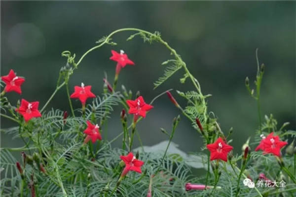 Petunia hybrida