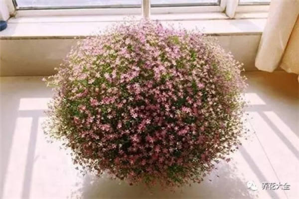 Petunia hybrida