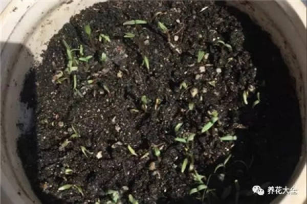 Petunia hybrida