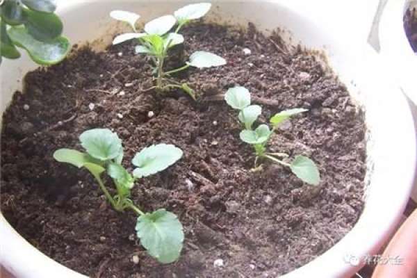 Petunia hybrida