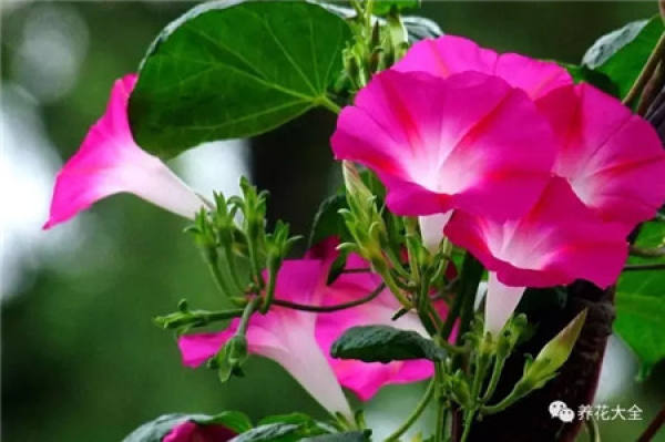 Petunia hybrida