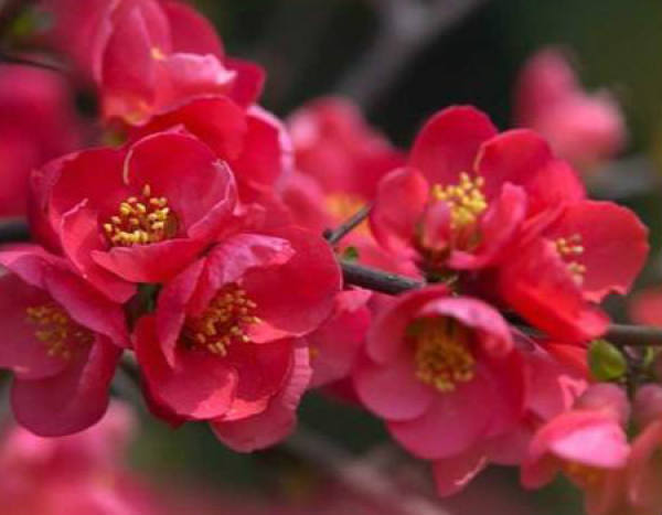 Seed Propagation of Malus spectabilis