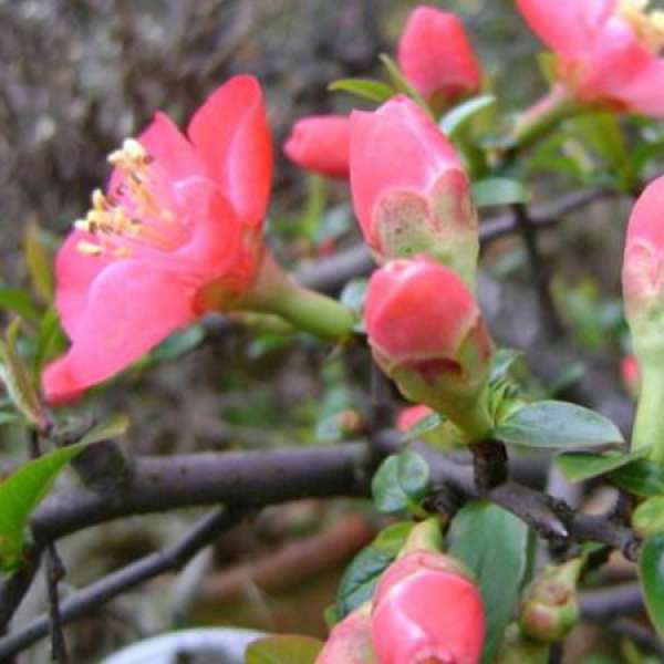 Seed Propagation of Malus spectabilis