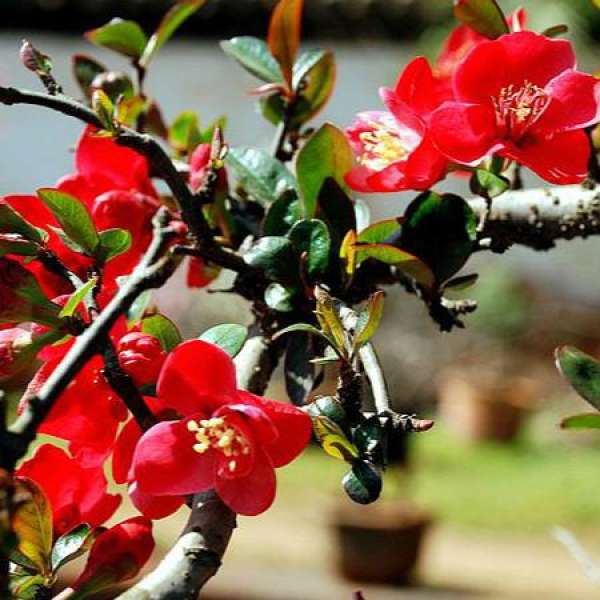 Layering propagation of Malus spectabilis