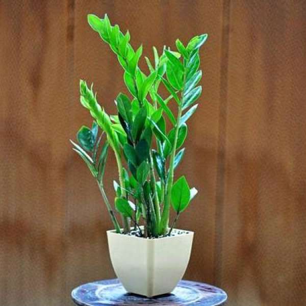 Is the money tree poisonous The Plant Aide