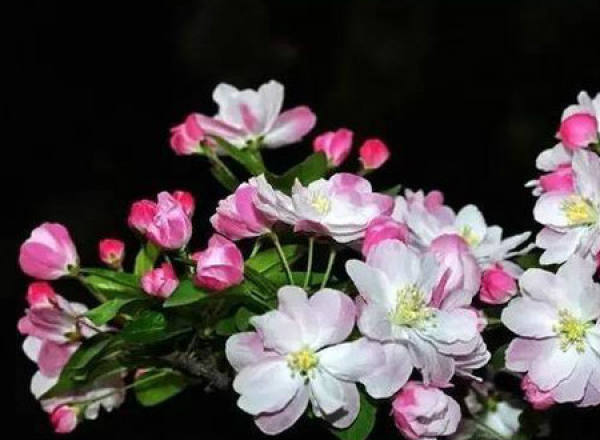 Main differences between Malus micromalus and Malus halliana