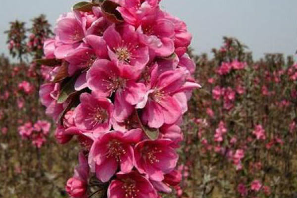 Malus sieboldii