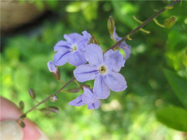 flowering period of pseudoforsythia