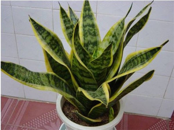 Curing Temperature of Sansevieria trifasciata in Winter