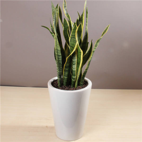 Anti-freezing of tiger orchid in winter
