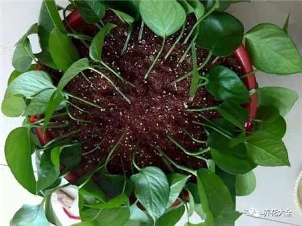 Preparing cutting soil