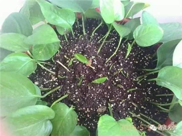 Preparing cutting soil