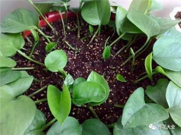 Preparing cutting soil