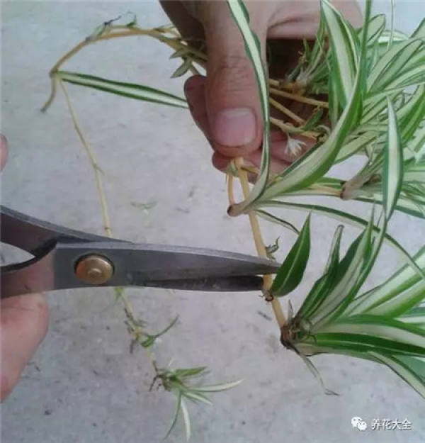 Preparing cutting soil