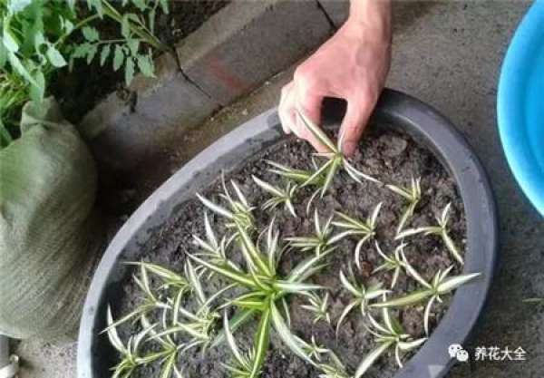 Preparing cutting soil