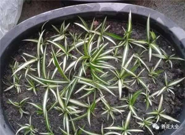 Preparing cutting soil