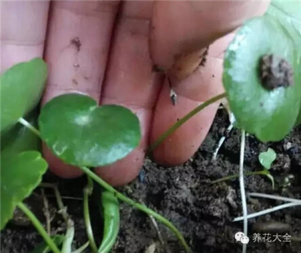 Preparing cutting soil