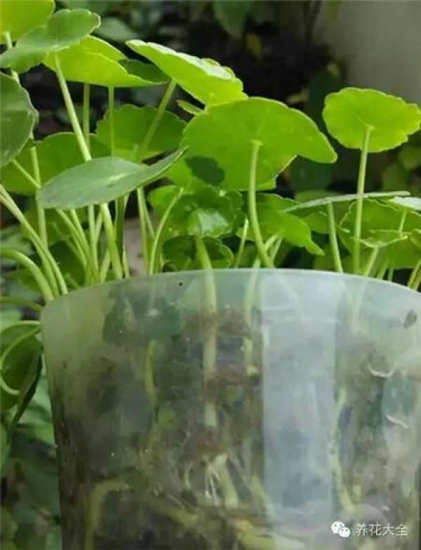 Preparing cutting soil